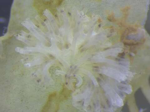 Image of Tubulipora confracta Winston & Hayward 2012