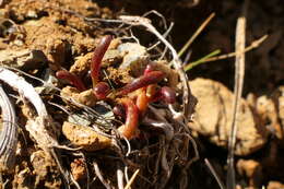 Image of Montia racemosa (Buchanan) Heenan