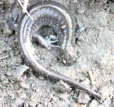 Image of Smallmouth Salamander