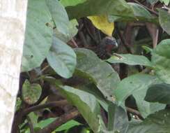 Image of Speckled Chachalaca