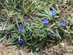 Image of Anchusa cespitosa Lam.