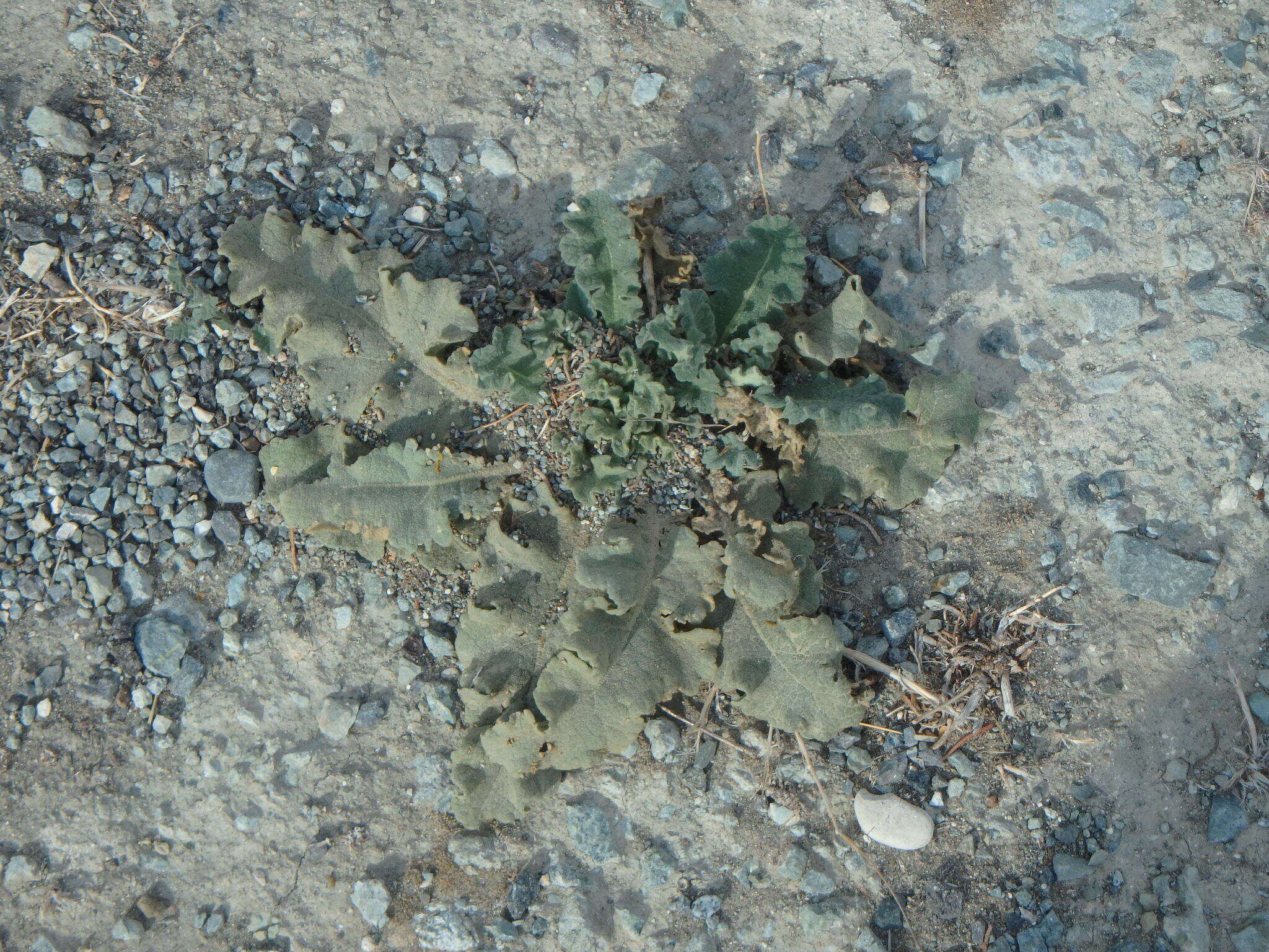 Image of wavyleaf mullein