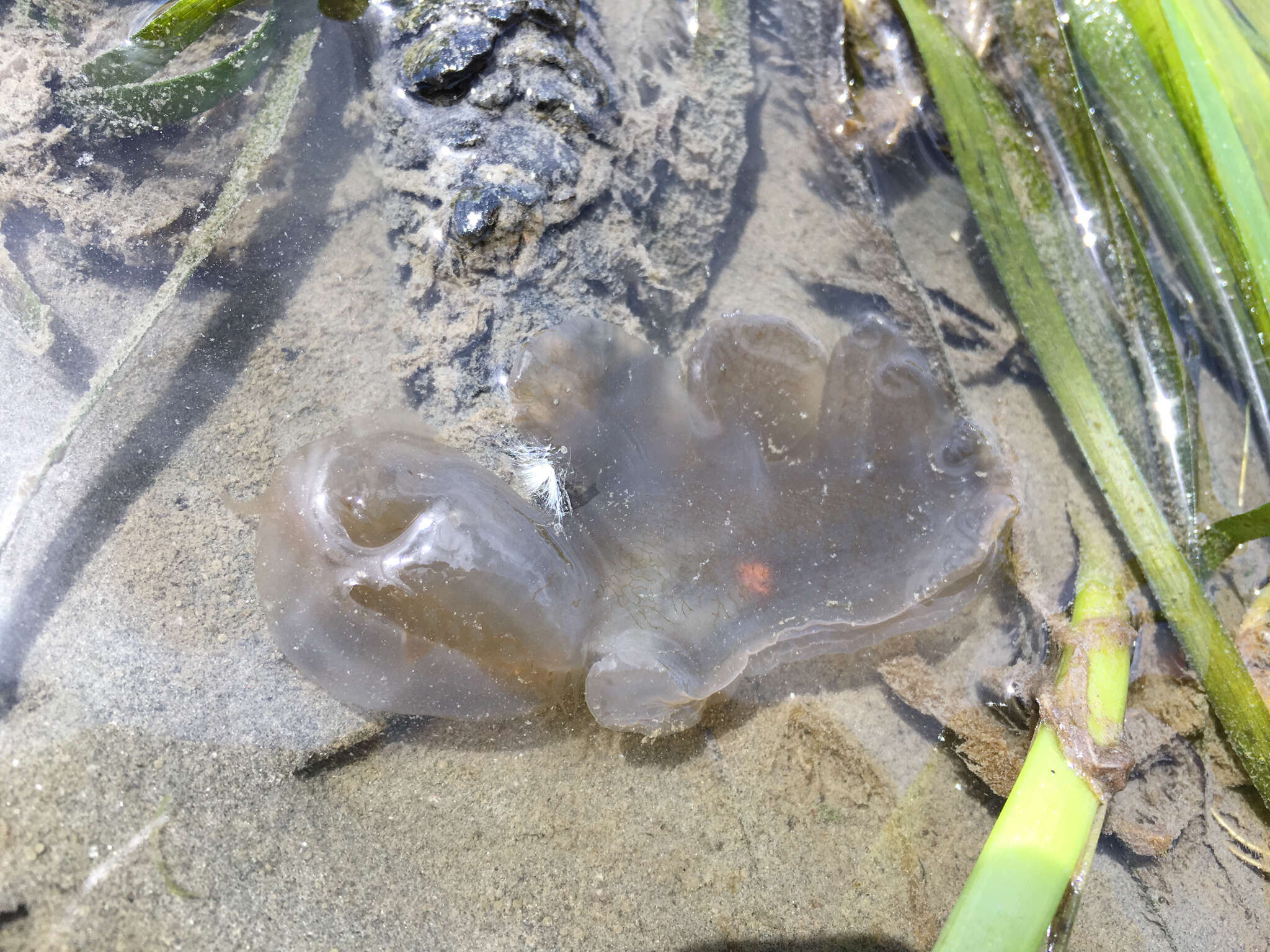 Image of Hooded sea slug