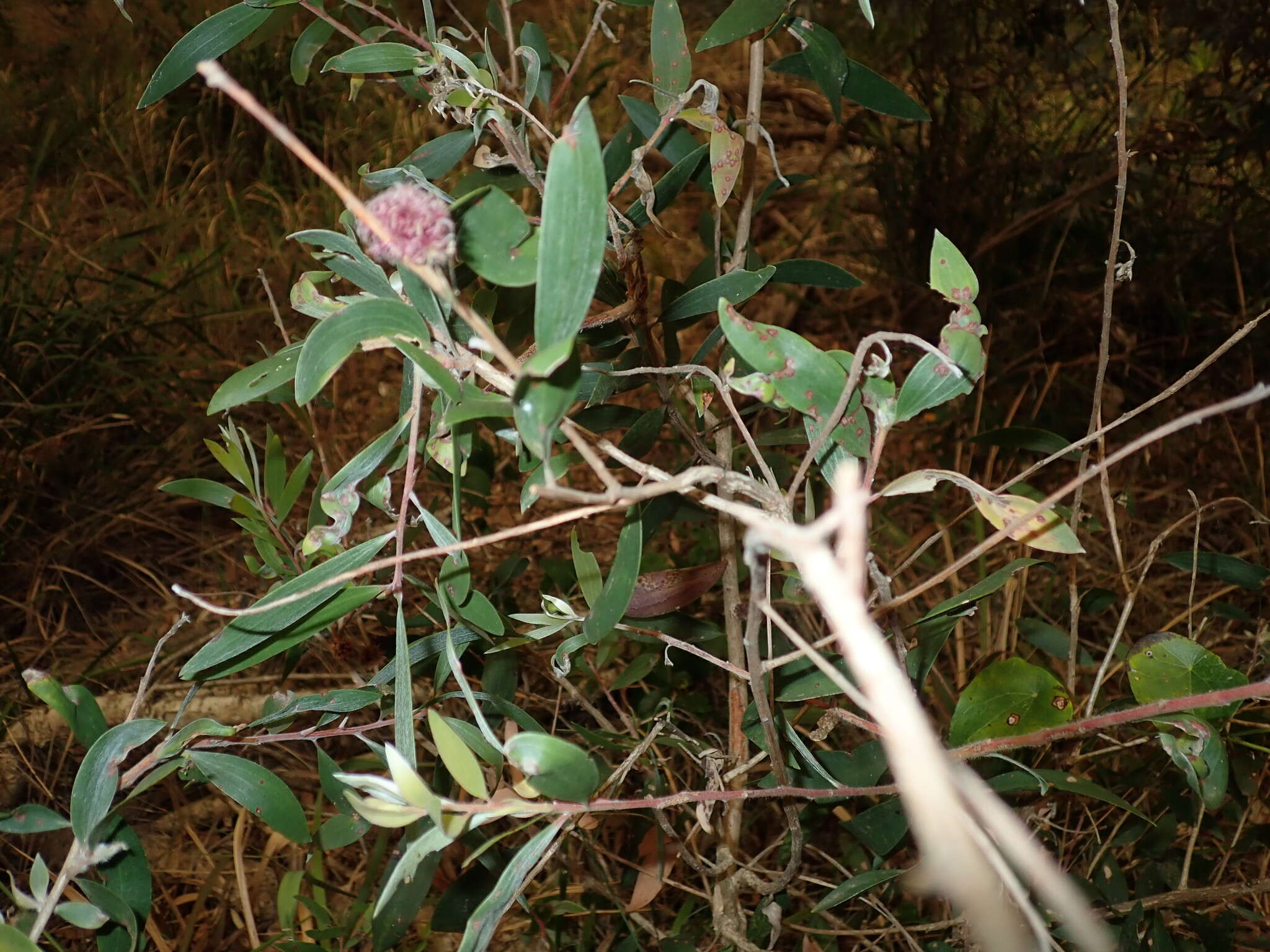 Sivun Beesonia ferrugineus (Froggatt 1921) kuva