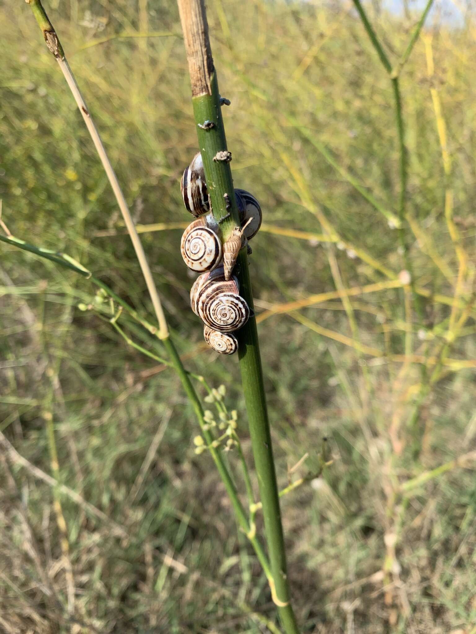 Image of Pointed snail