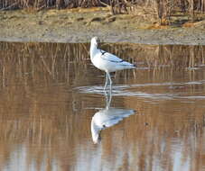 Image of avocet, pied avocet