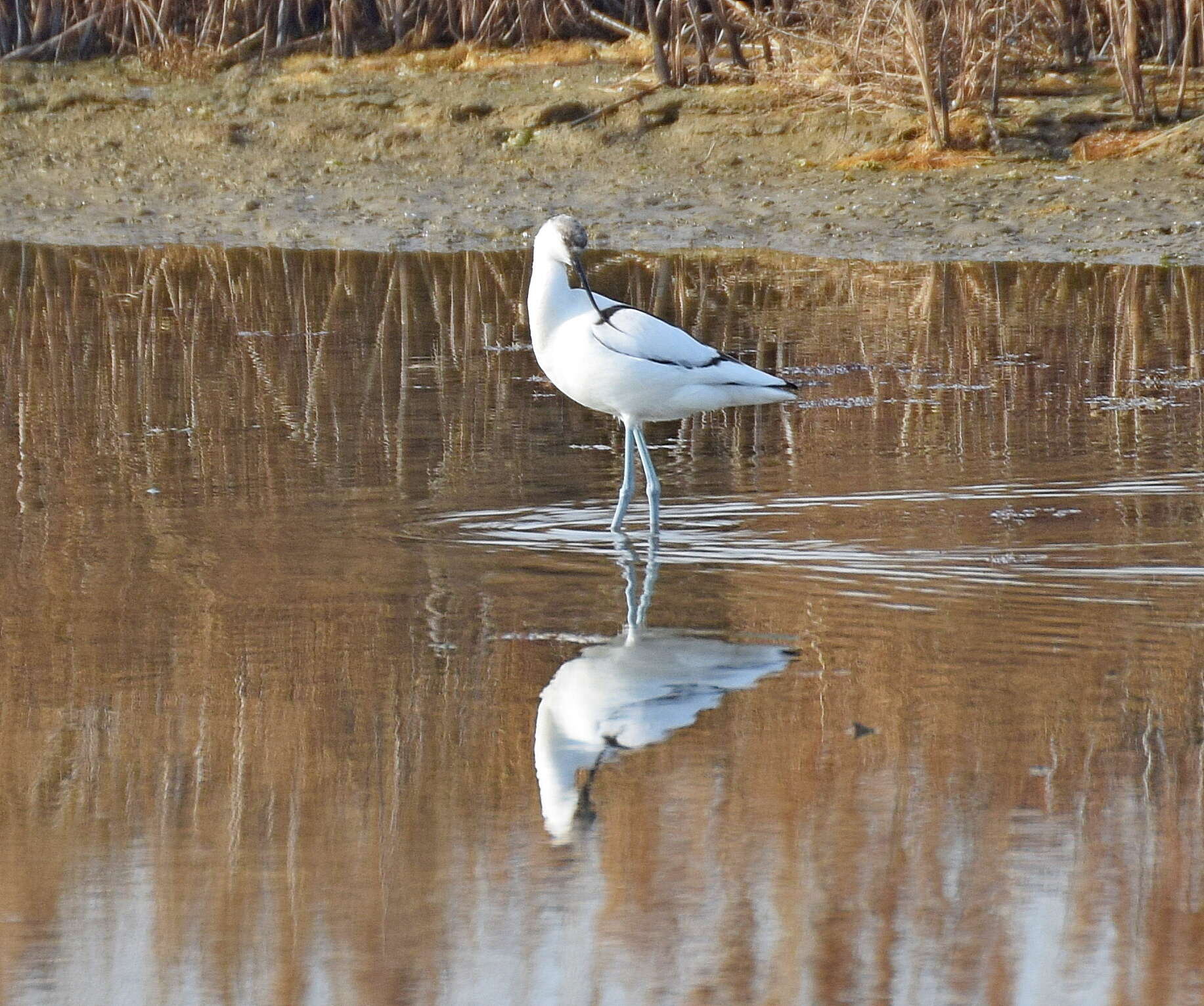 Image de Avocette à tête noire