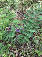 Imagem de Lathyrus polyphyllus Torr. & A. Gray