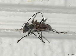 Image of Mottled Longhorned Beetle