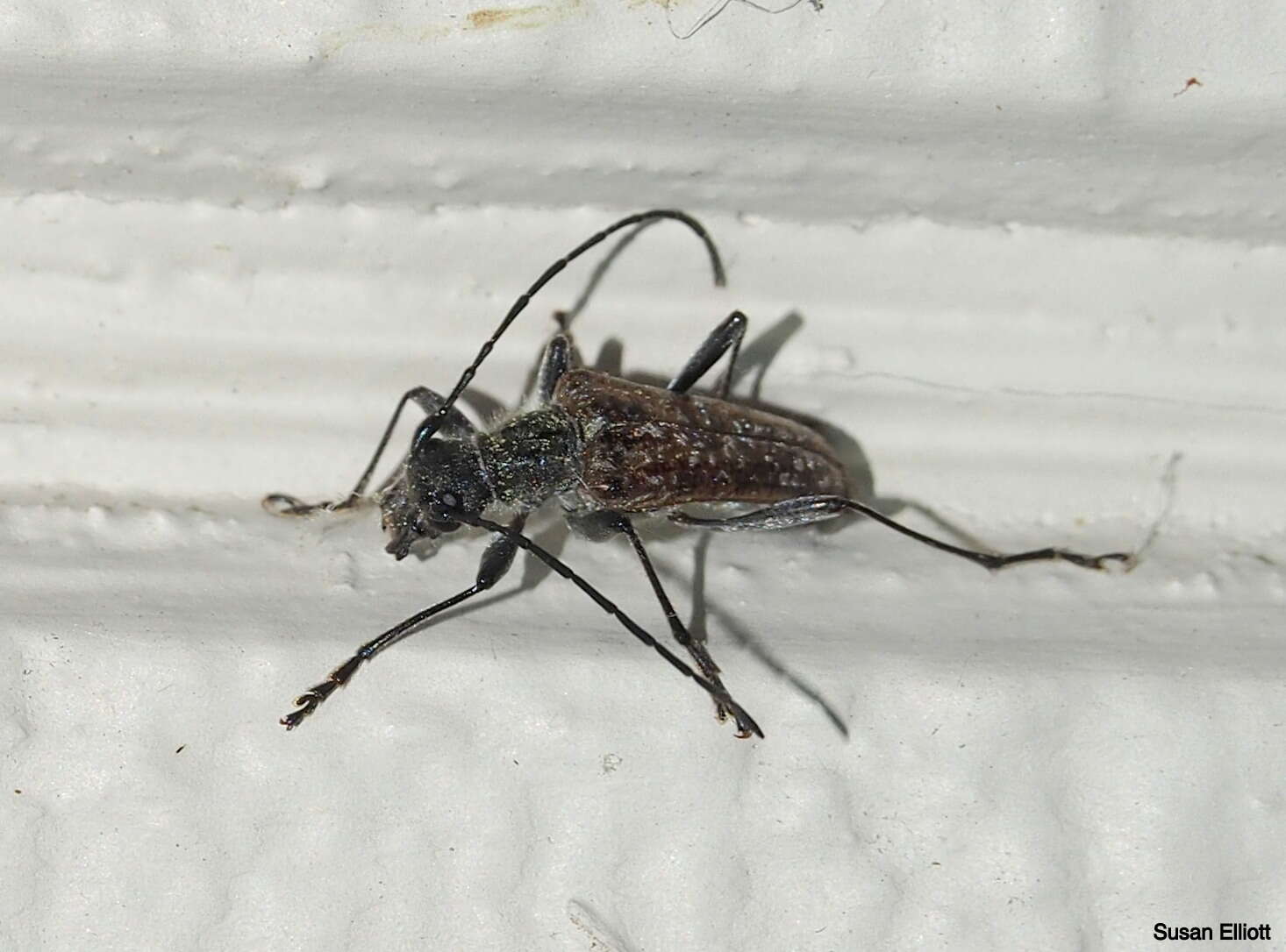 Image of Mottled Longhorned Beetle