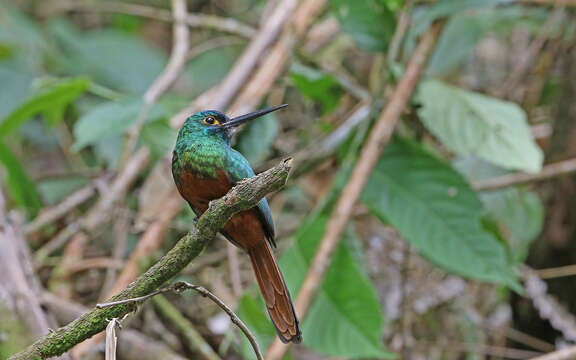 Image of Coppery-chested Jacamar