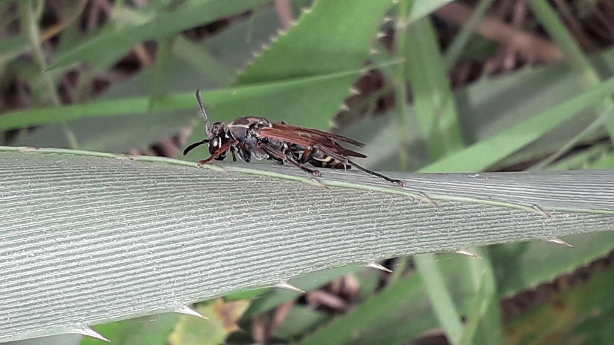 Image of Polistes cinerascens de Saussure 1854