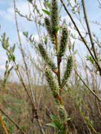 Imagem de Salix triandra L.