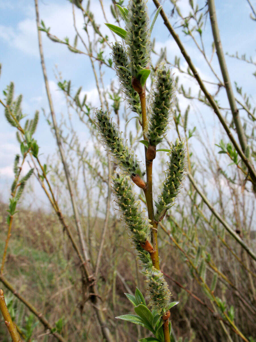 Image of Almond-leaved Willow