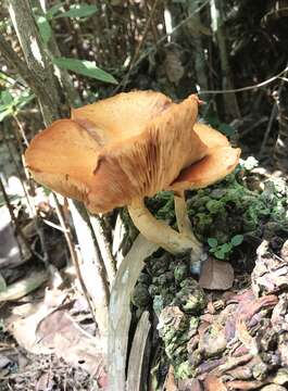 Image of Gymnopilus palmicola Murrill 1913