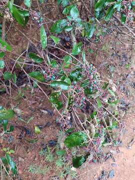 Image of Miconia albicans (Sw.) Steud.