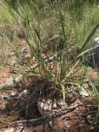 Image of Black-footed signal grass