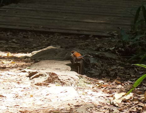 Image of Rufous Fantail