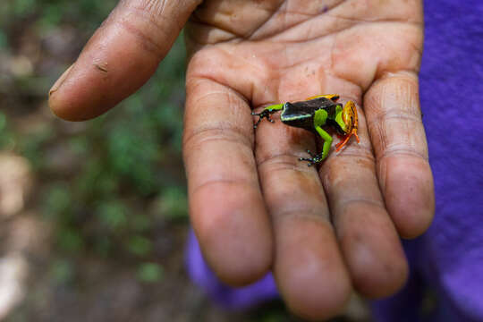 Image of Baron's Mantella