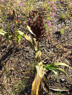 Image of sorghum