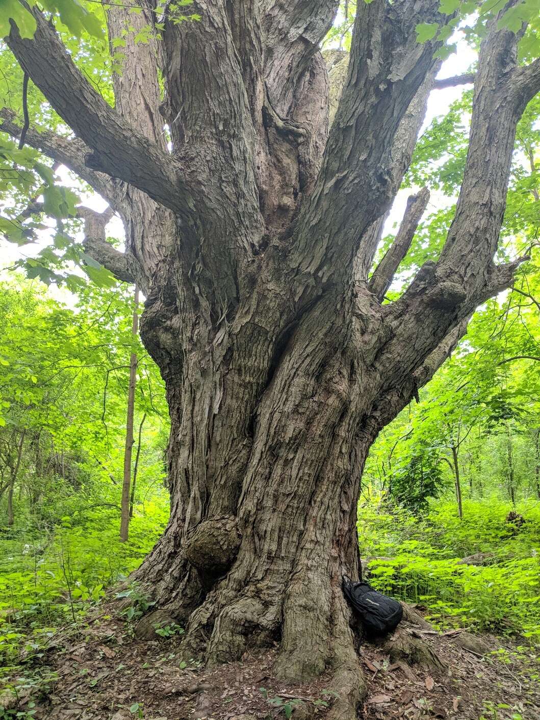 صورة Acer freemanii E. Murray