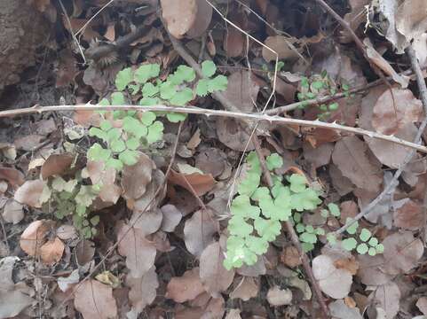 Adiantum chilense Kaulf.的圖片