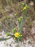 Image of Chrysopsis floridana var. highlandsensis (De Laney & Wunderlin) D. B. Ward