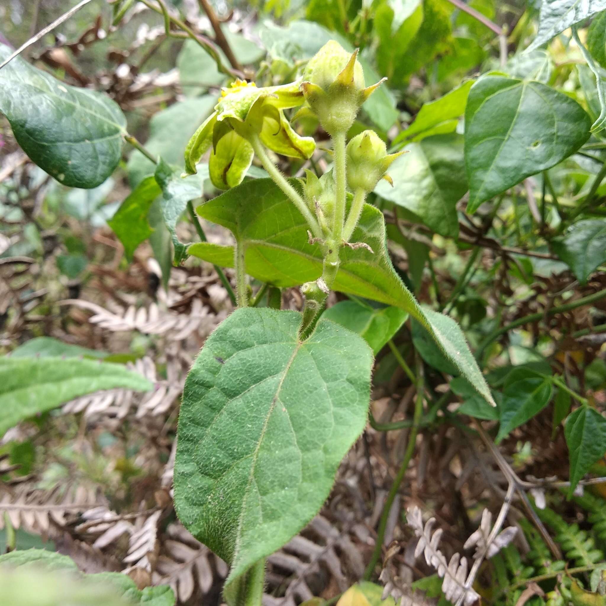 Gonolobus chloranthus Schltdl.的圖片