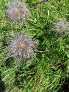 Pulsatilla alpina (L.) Delarbre resmi