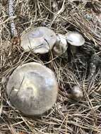 Image of Retiboletus vinaceipes B. Ortiz, Lodge & T. J. Baroni 2007