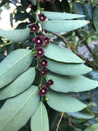 صورة Breynia androgyna (L.) Chakrab. & N. P. Balakr.