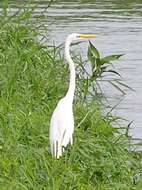 Image of Great Egret