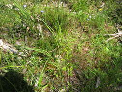 Image of Cheilanthes sieberi subsp. sieberi