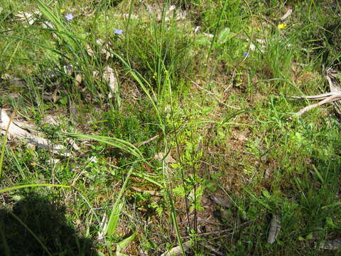 Image of Cheilanthes sieberi subsp. sieberi