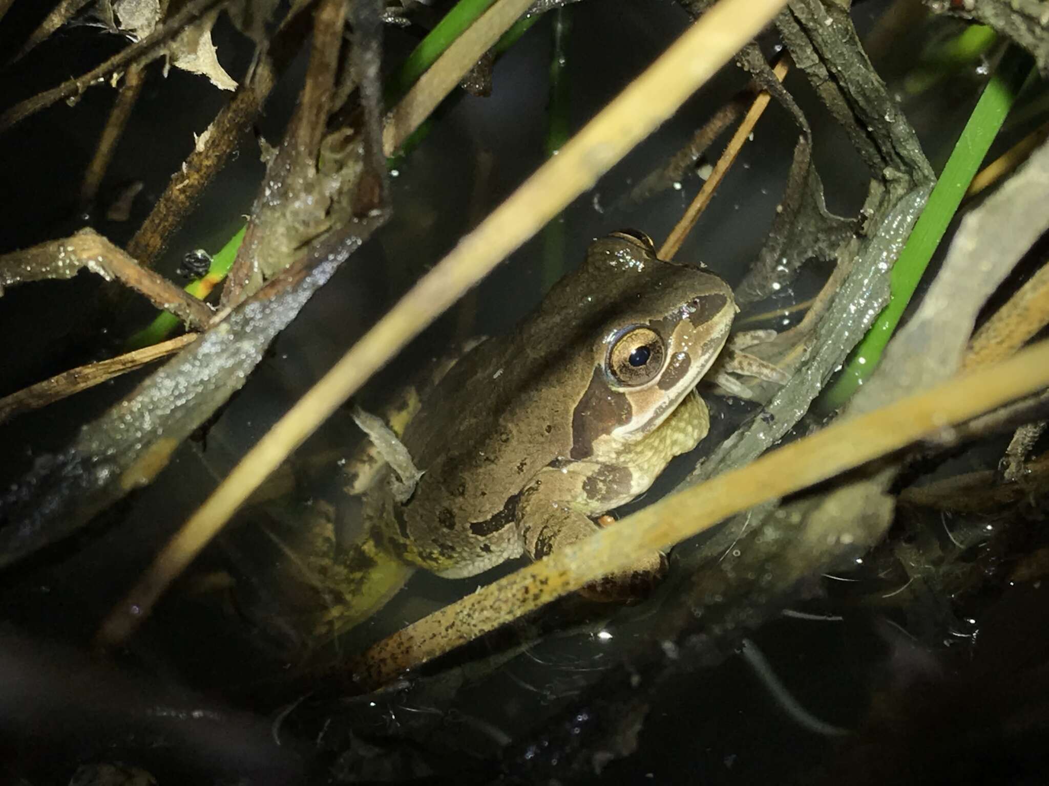 Image of Strecker's Chorus Frog