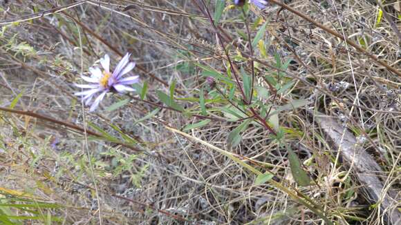 Image de Symphyotrichum carnerosanum (S. Wats.) G. L. Nesom