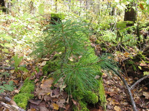 Imagem de Pinus koraiensis Siebold & Zucc.