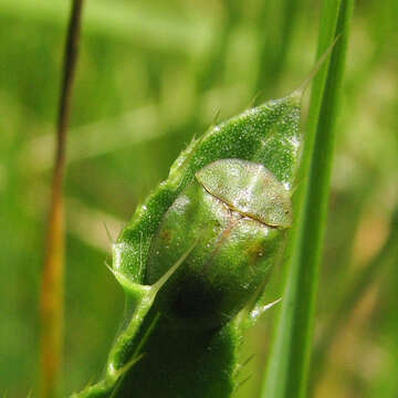 Image of thistle tortoise beetle