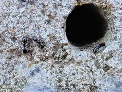 Image of Ant