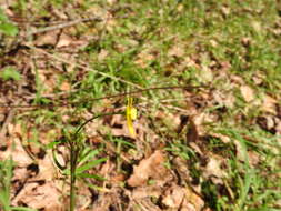 Image of Toxomerus occidentalis Curran 1922