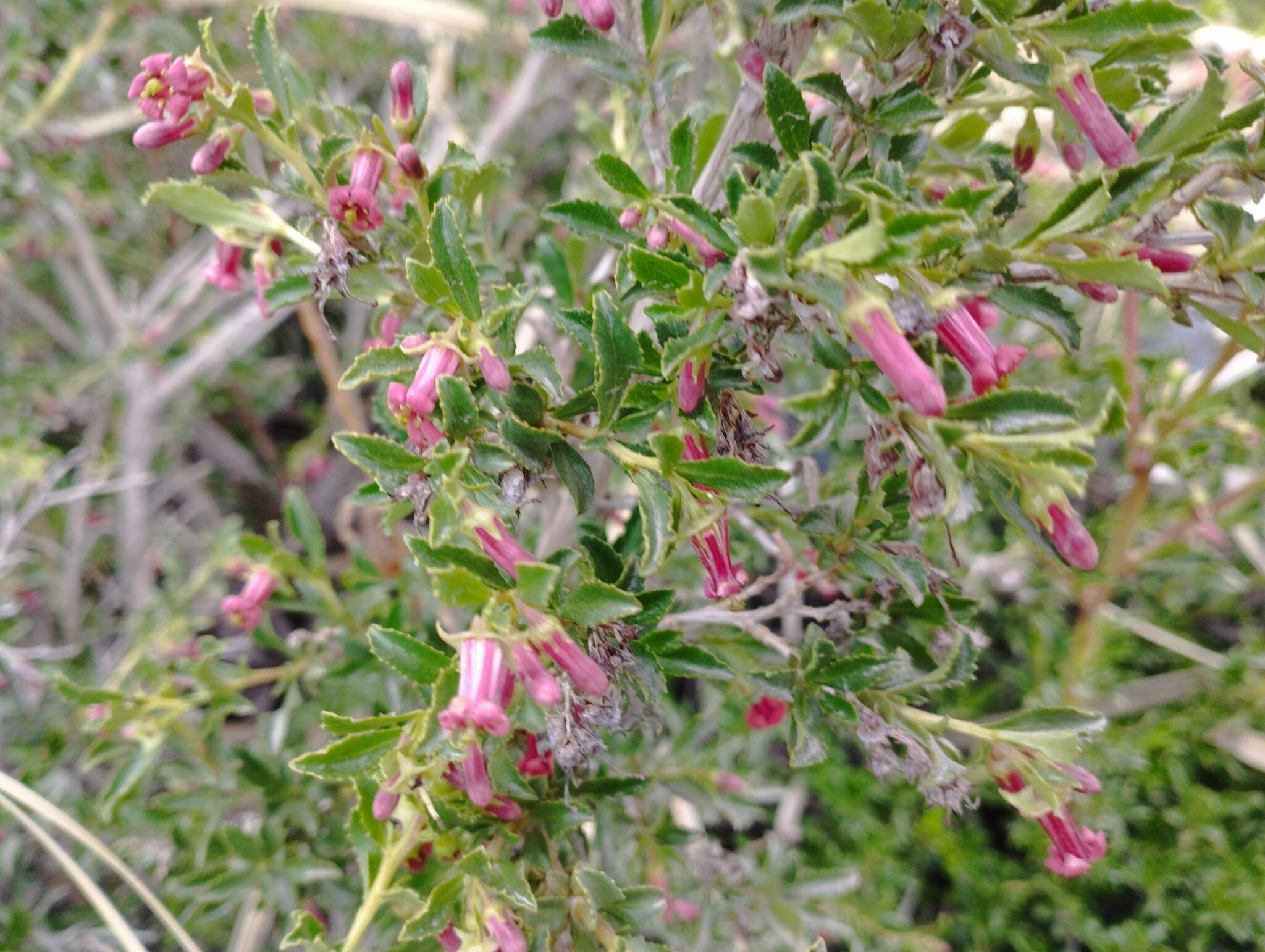 Escallonia alpina var. carmelitana (Meyen) Acev. & Kaus. resmi