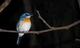 Image of Malaysian Blue Flycatcher