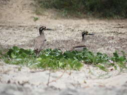 Image of Beach Stone-curlew