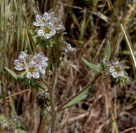 Image of Mojave phacelia