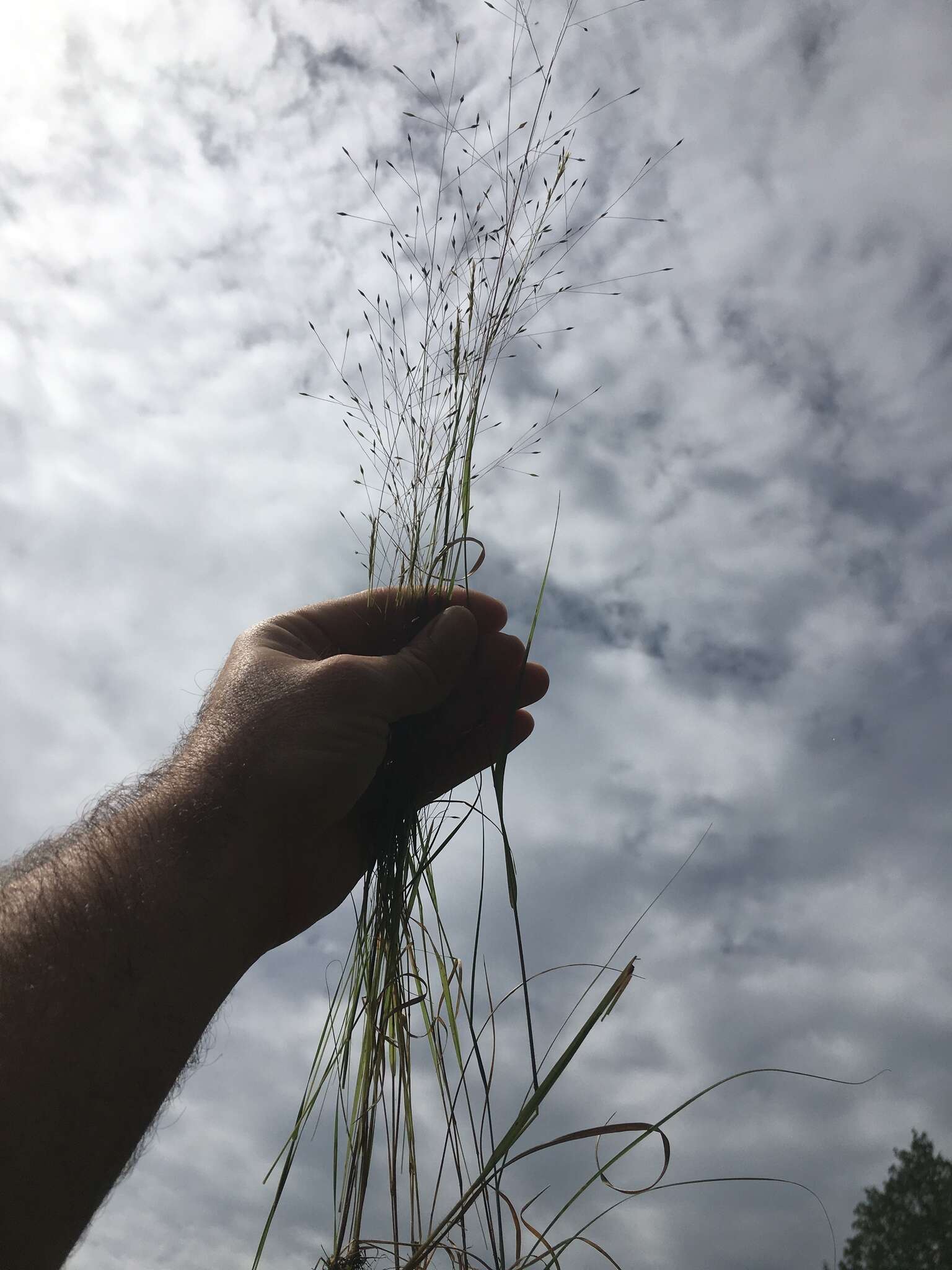 Image of wiry panicgrass