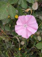 Image of Convolvulus elegantissimus Mill.