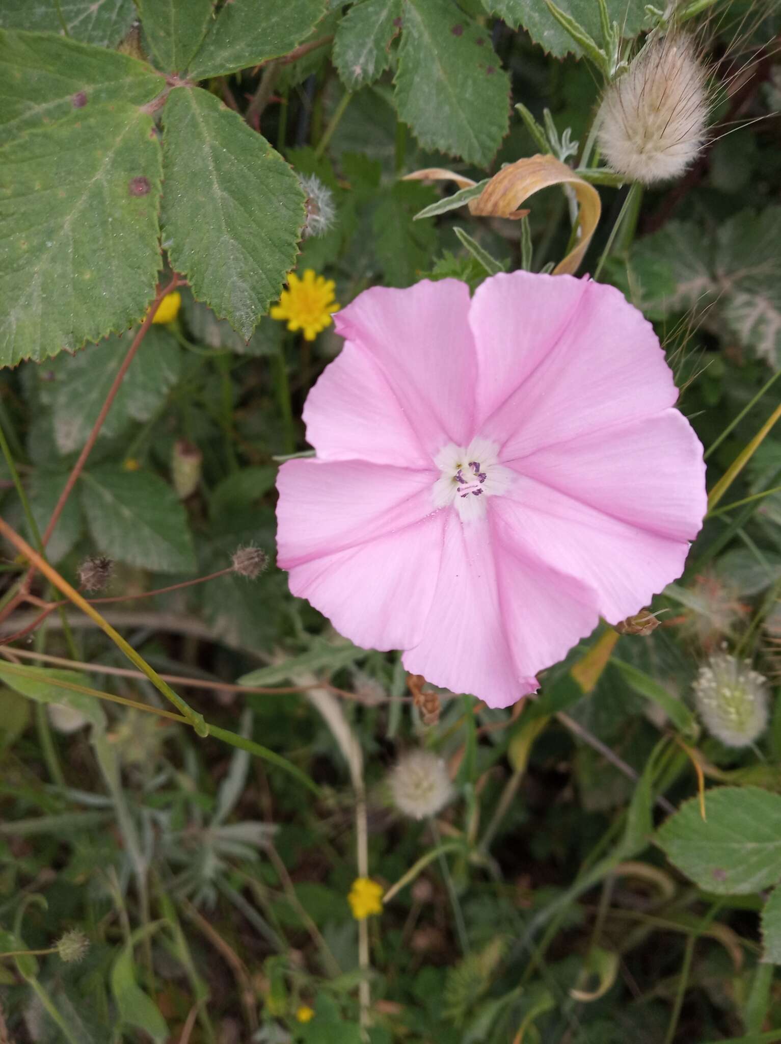 Plancia ëd Convolvulus elegantissimus Mill.