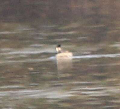 Image of horned grebe (cornutus)