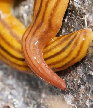 Image of Fletchamia quinquelineata (Fletcher & Hamilton 1888)