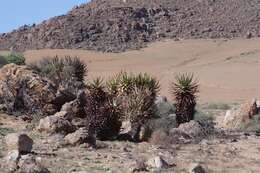 Image of Namaqua Aloe